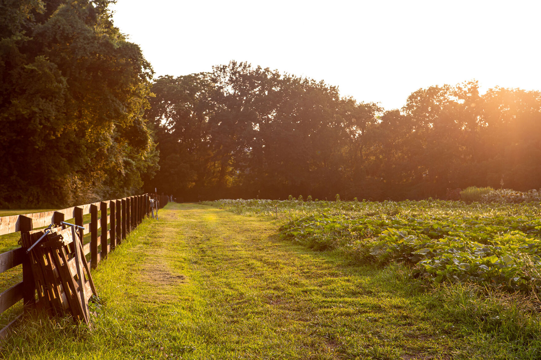 A patch of green land and leafy crops